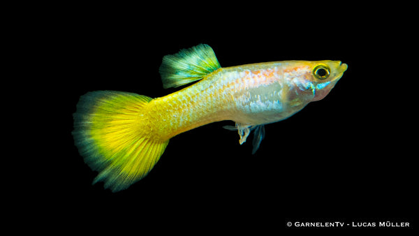 Poecilia reticulata Guppy Mix mit farbenfrohen Flossen