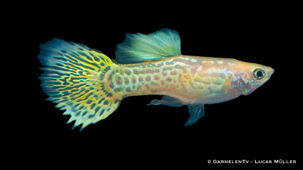Poecilia reticulata Lemon Guppy near aquatic plants
