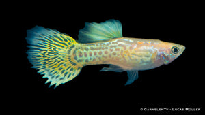 Poecilia reticulata Lemon Guppy near aquatic plants
