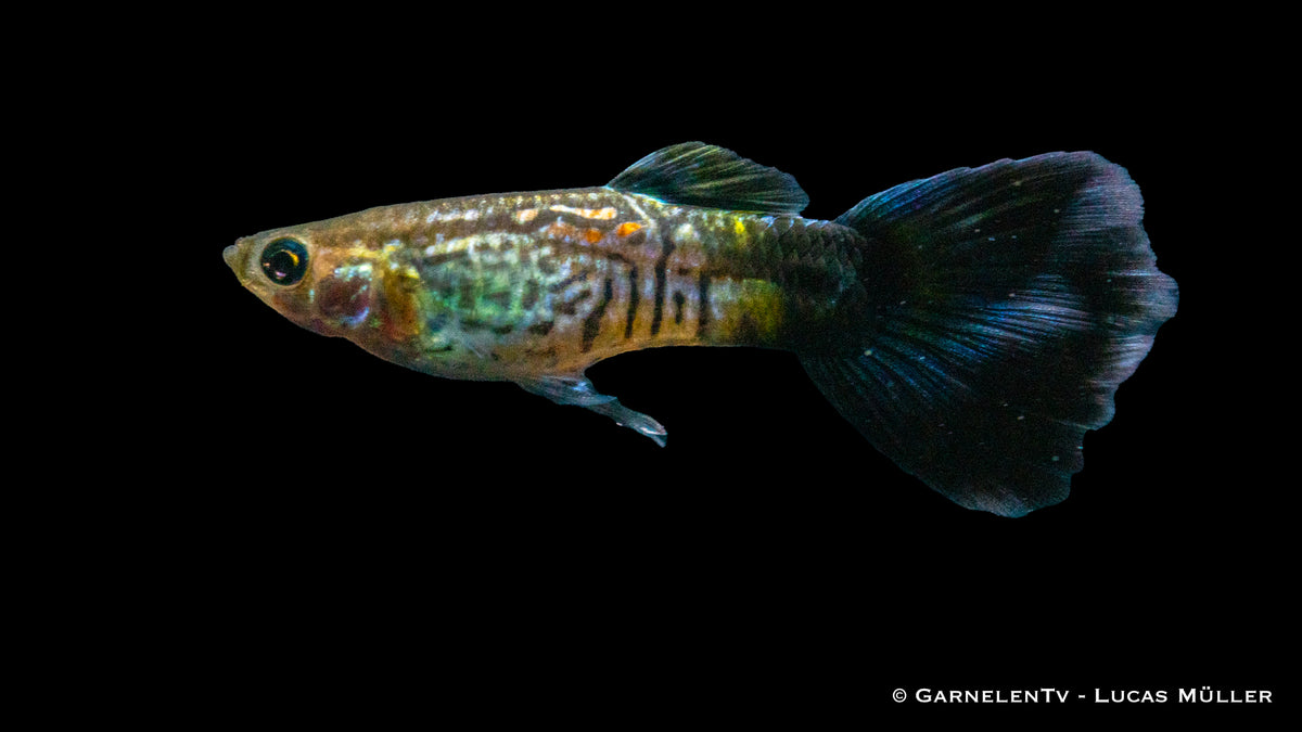 Poecilia reticulata – Männlicher Guppy &quot;Cobra Blue&quot;