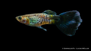 Poecilia reticulata – Männlicher Guppy "Cobra Blue"