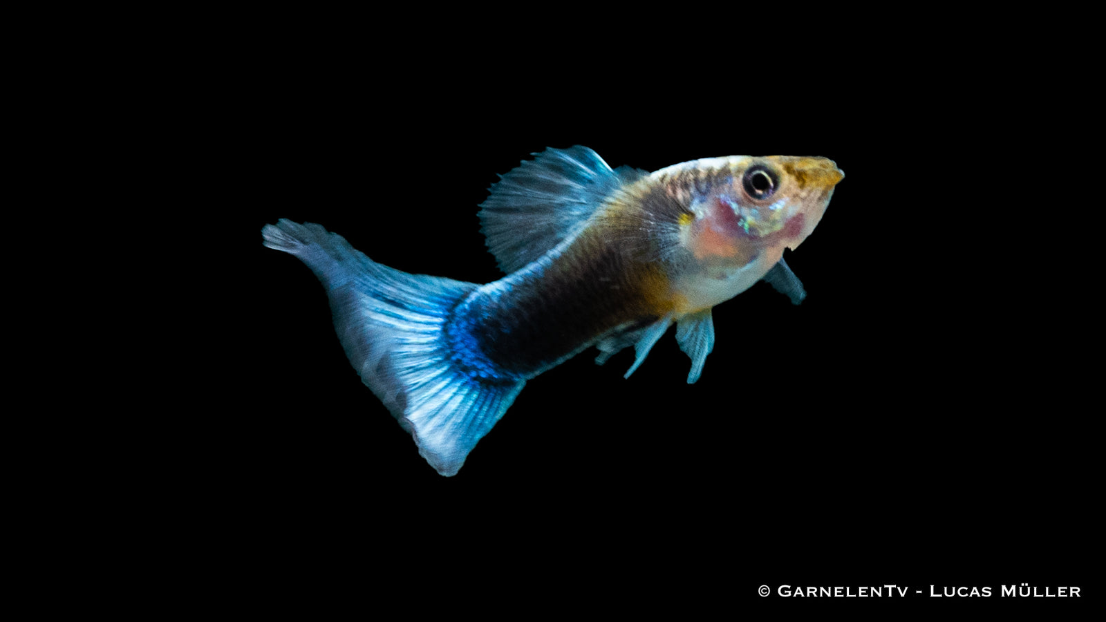 Guppy Männlich Neon Blau swimming in an aquarium

