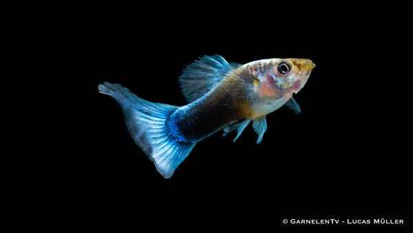 Poecilia reticulata Neon Blau male with bright blue colors