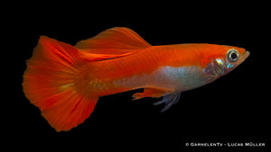 Poecilia reticulata Red Blond male near aquatic plants