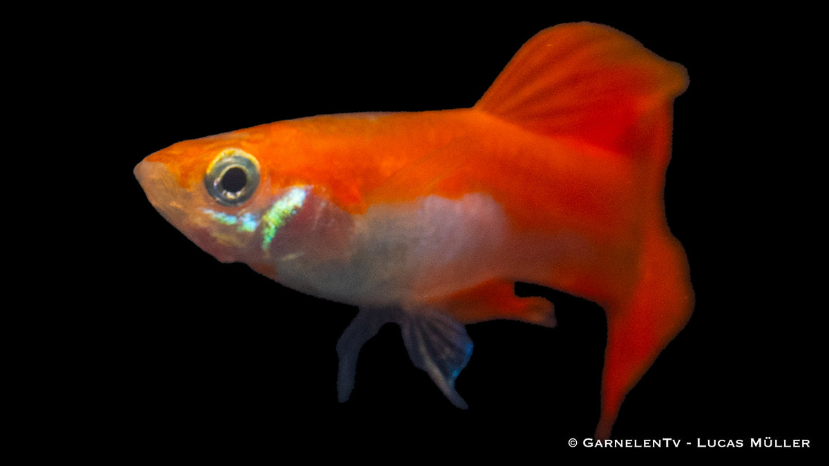 Poecilia reticulata Red Blond male with bright red-orange fins
