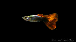 Poecilia reticulata Rot Tuxedo im Aquarium

