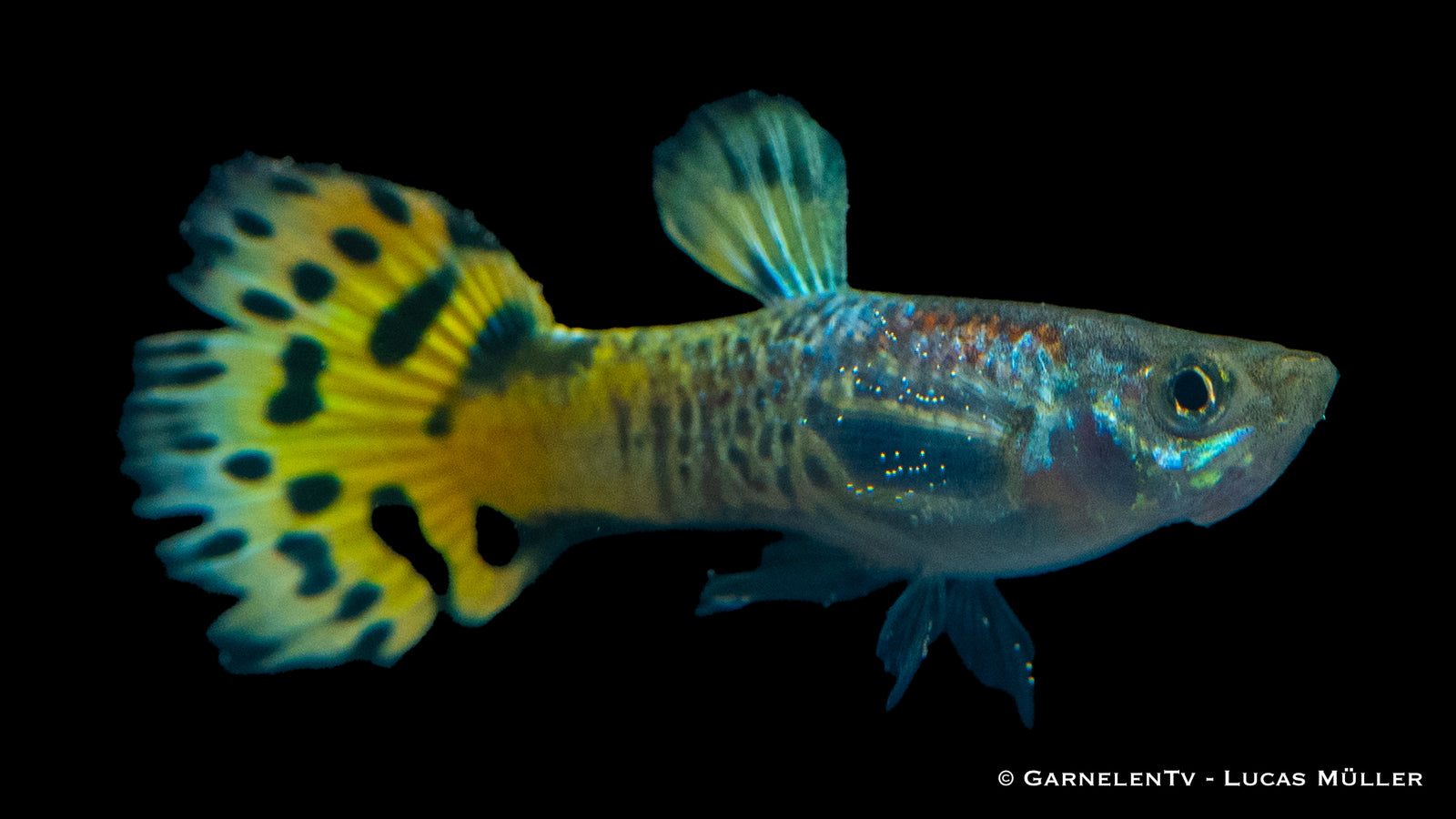 Guppy Männlich Snakeskin Grün swimming in an aquarium

