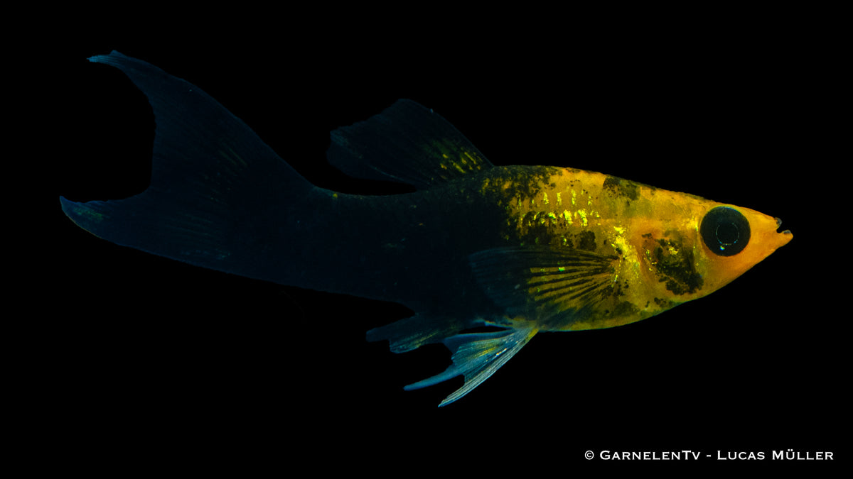 Poecilia sphenops Goldstaub Lyra im Aquarium