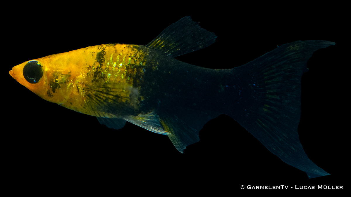 Poecilia sphenops Goldstaub Lyra im Zierfisch-Aquarium

