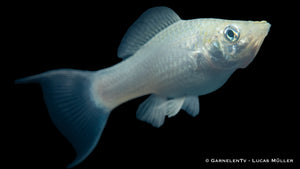 Poecilia sphenops Molly Silber Lyra auf Aquarienpflanzen