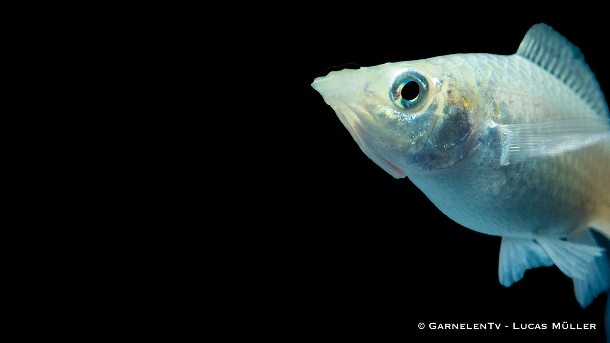 Poecilia sphenops Molly Silber Lyra im Gemeinschaftsaquarium
