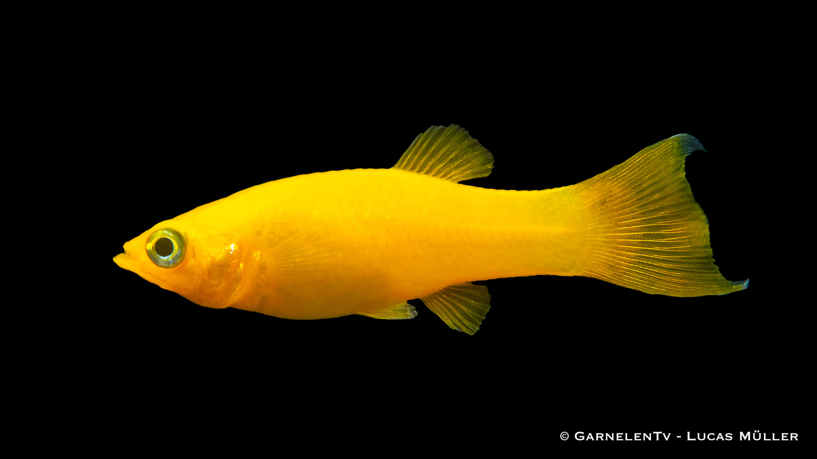 Gold Molly fish in a freshwater aquarium