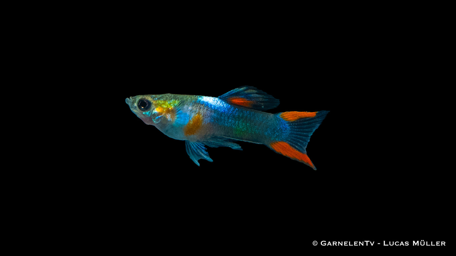Endler Guppy Black Flame Männchen
