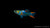 Endler Guppy Black Flame Männchen
