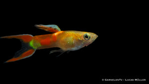 Poecilia wingei Gold Calico für Aquarien