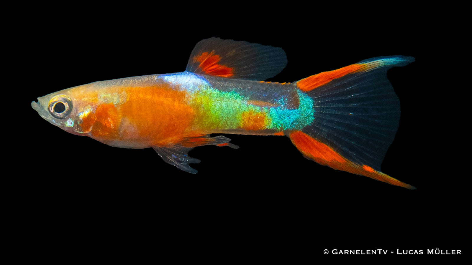 Endlers Guppy männlich "Yellow Neon"