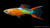 Endlers Guppy männlich "Yellow Neon"