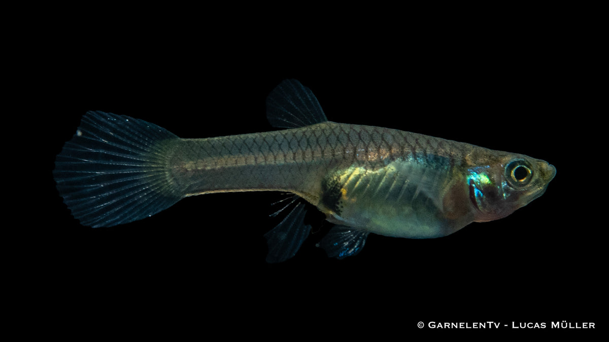 Poecilia wingei female with delicate fins and colors