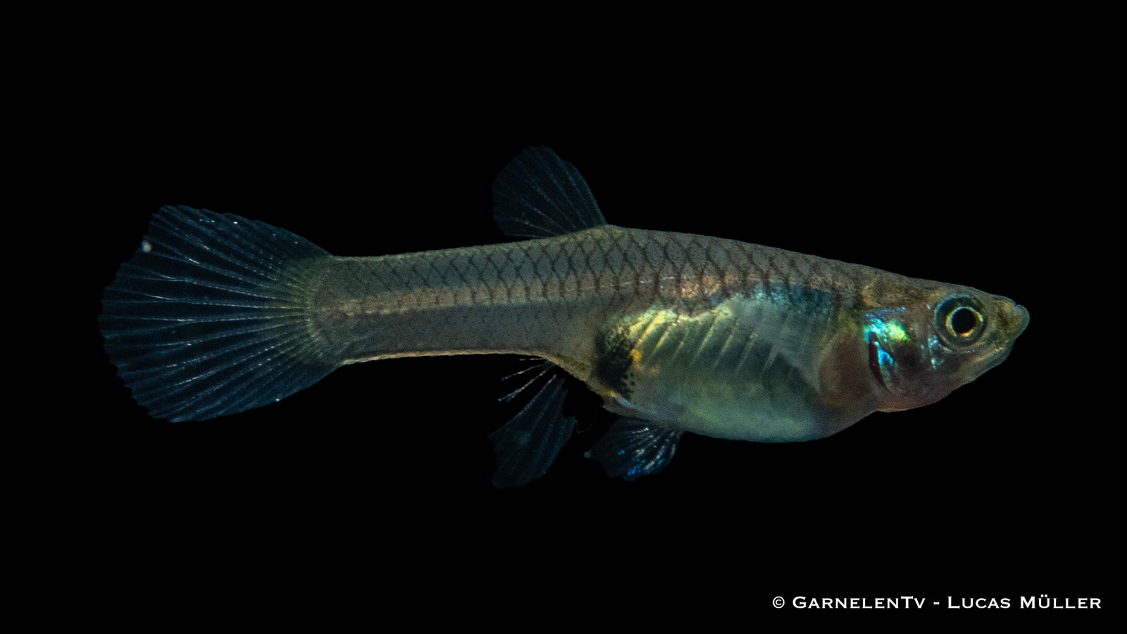 Endler Guppy Weiblich swimming in a freshwater aquarium
