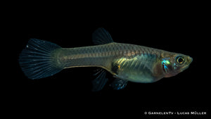 Poecilia wingei female with delicate fins and colors