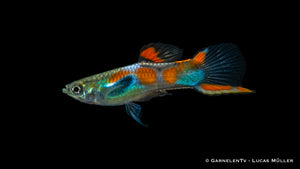 Poecilia wingei male with vibrant colors in an aquarium
