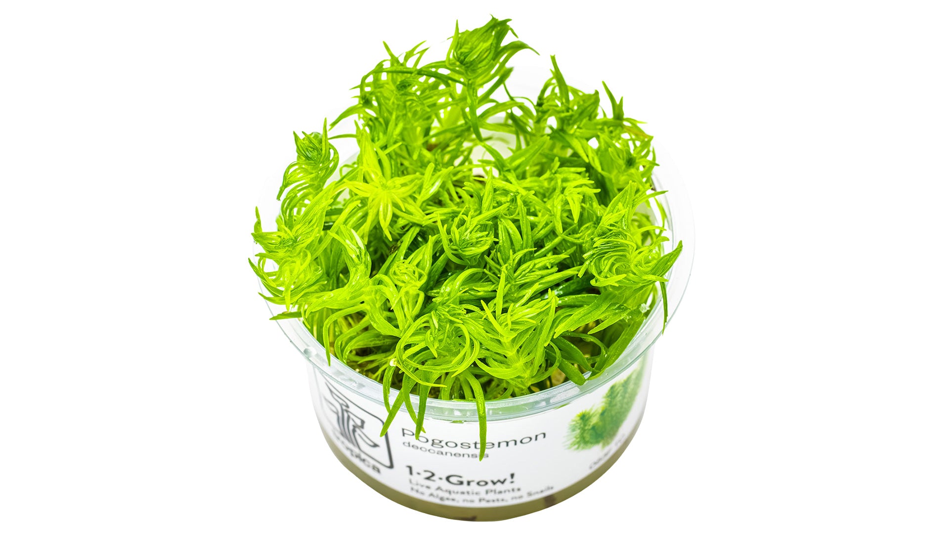 Pogostemon deccanensis InVitro Pflanze