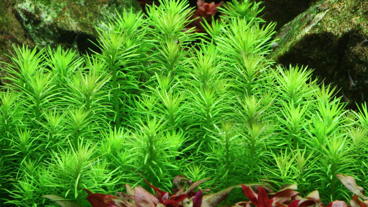 Pogostemon deccanensis im Aquarium