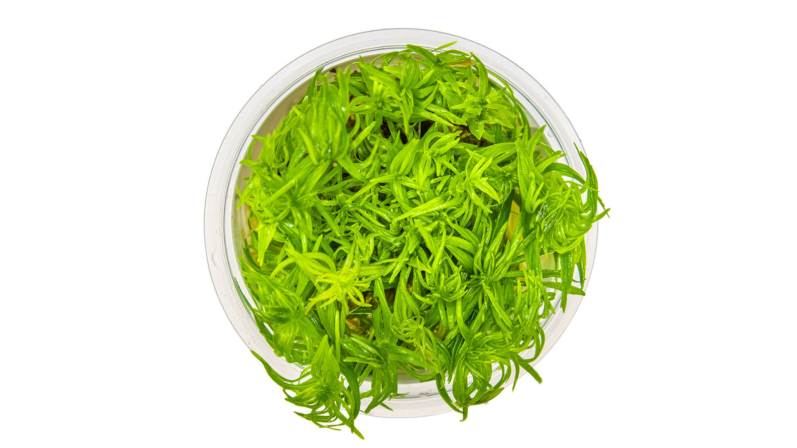 Pogostemon deccanensis InVitro Pflanze