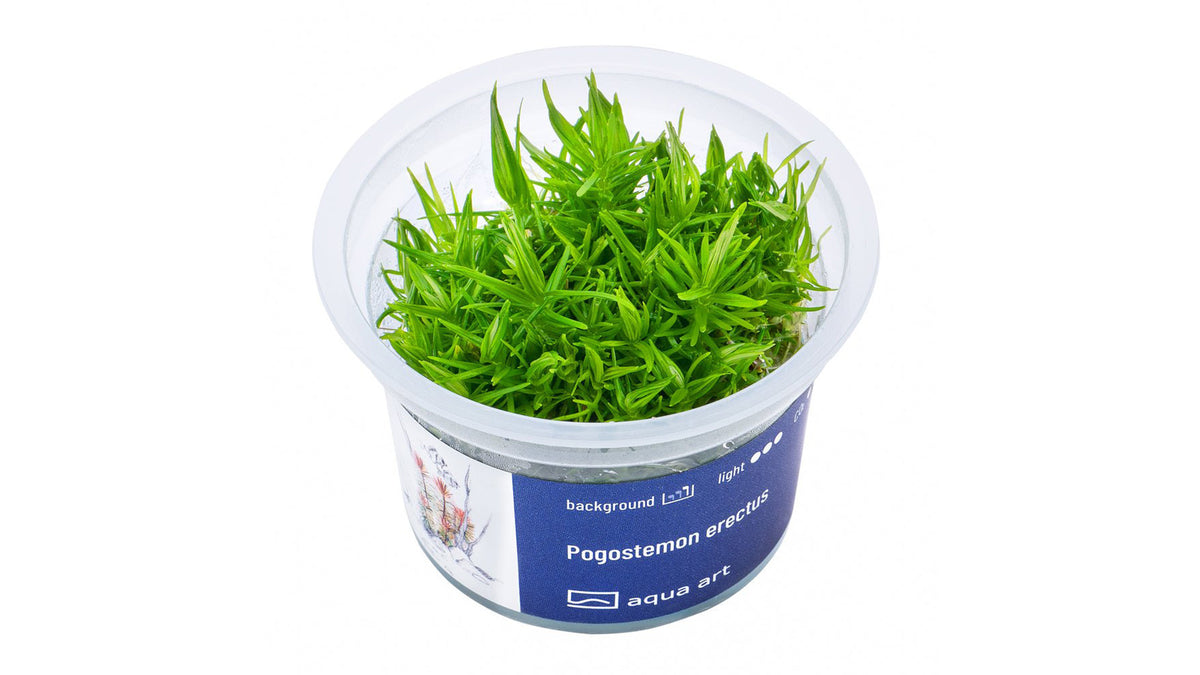 Pogostemon erectus - InVitro