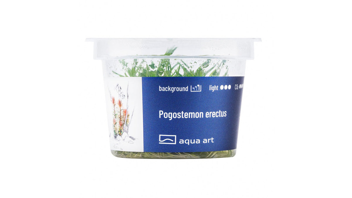 Pogostemon erectus - InVitro