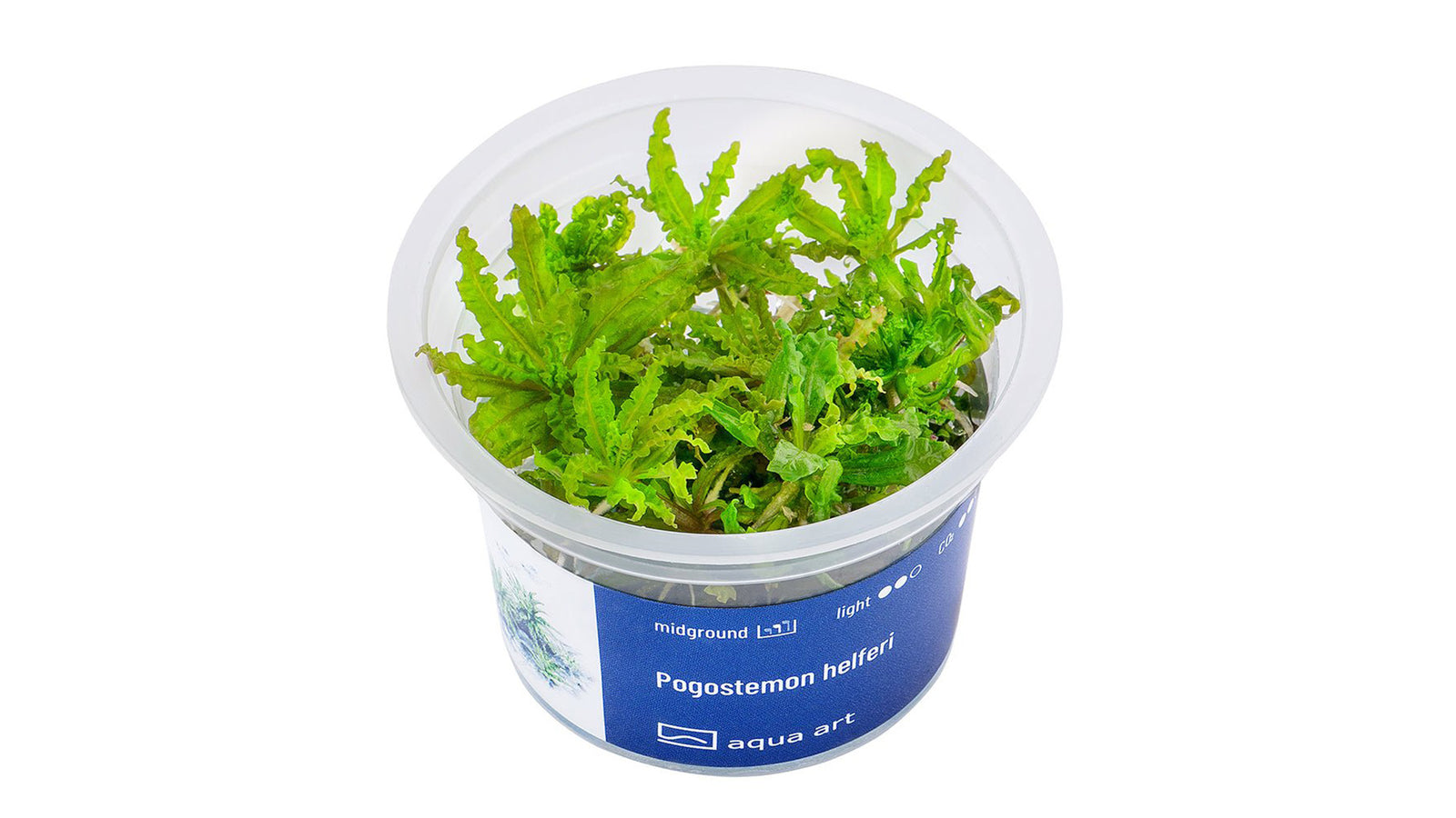 Pogostemon helferi - InVitro