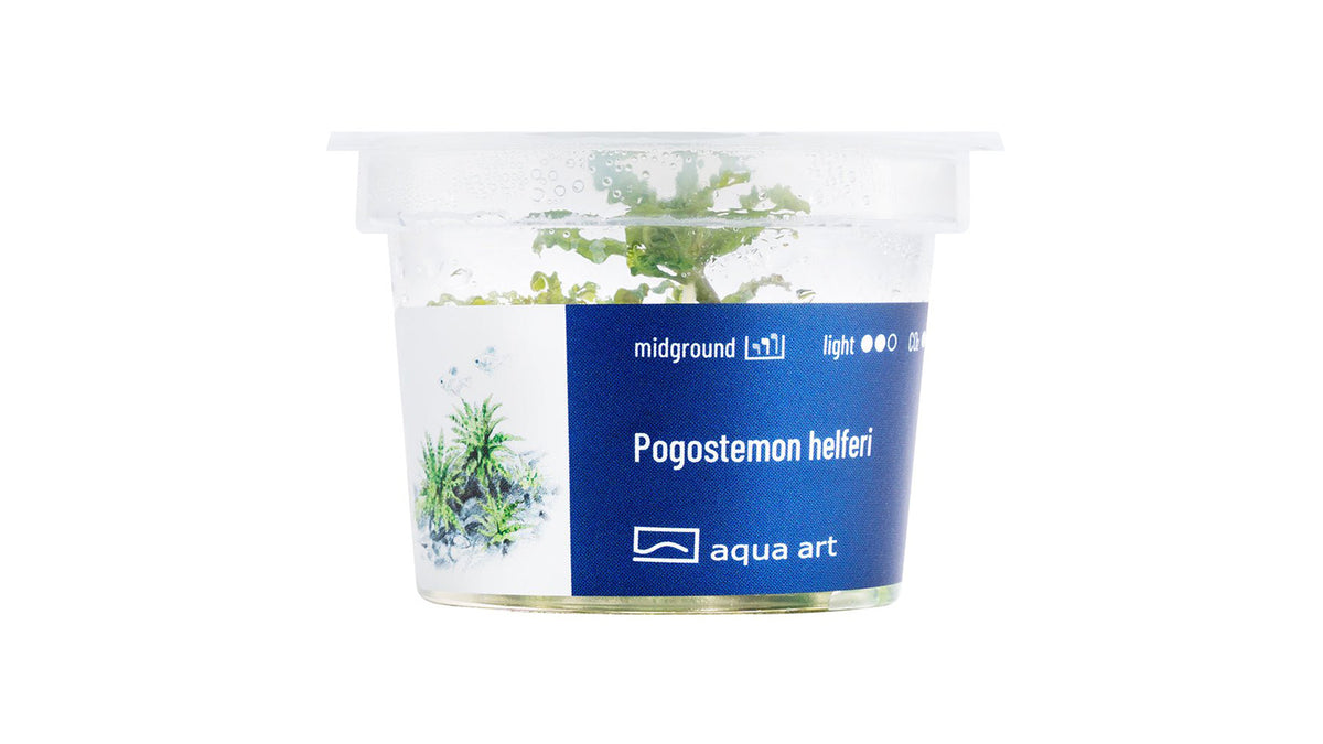 Pogostemon helferi - InVitro