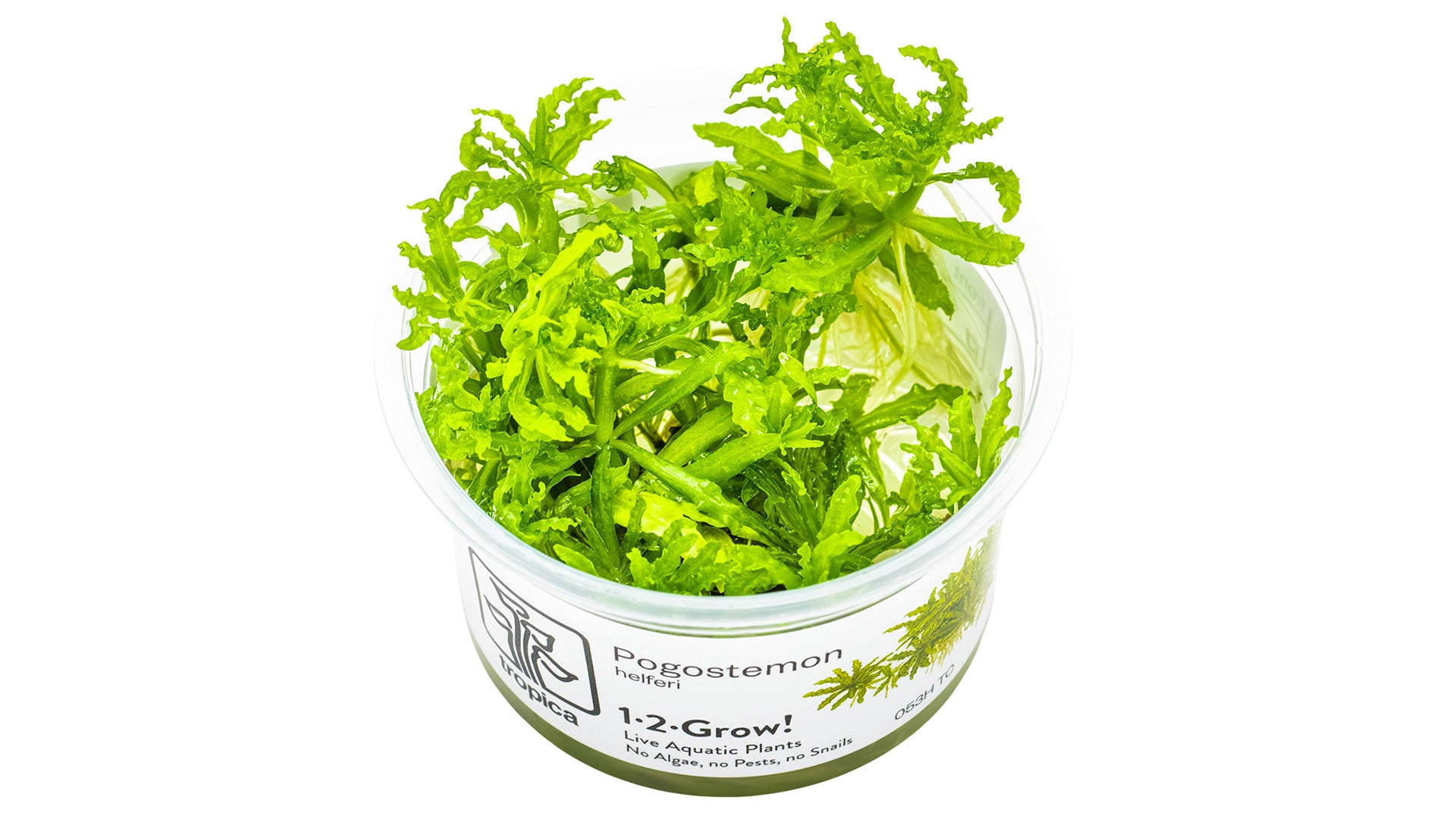 Pogostemon helferi InVitro Pflanze