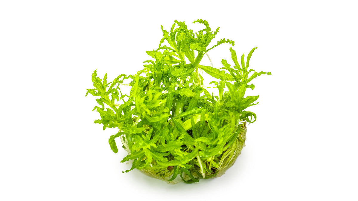 Pogostemon helferi