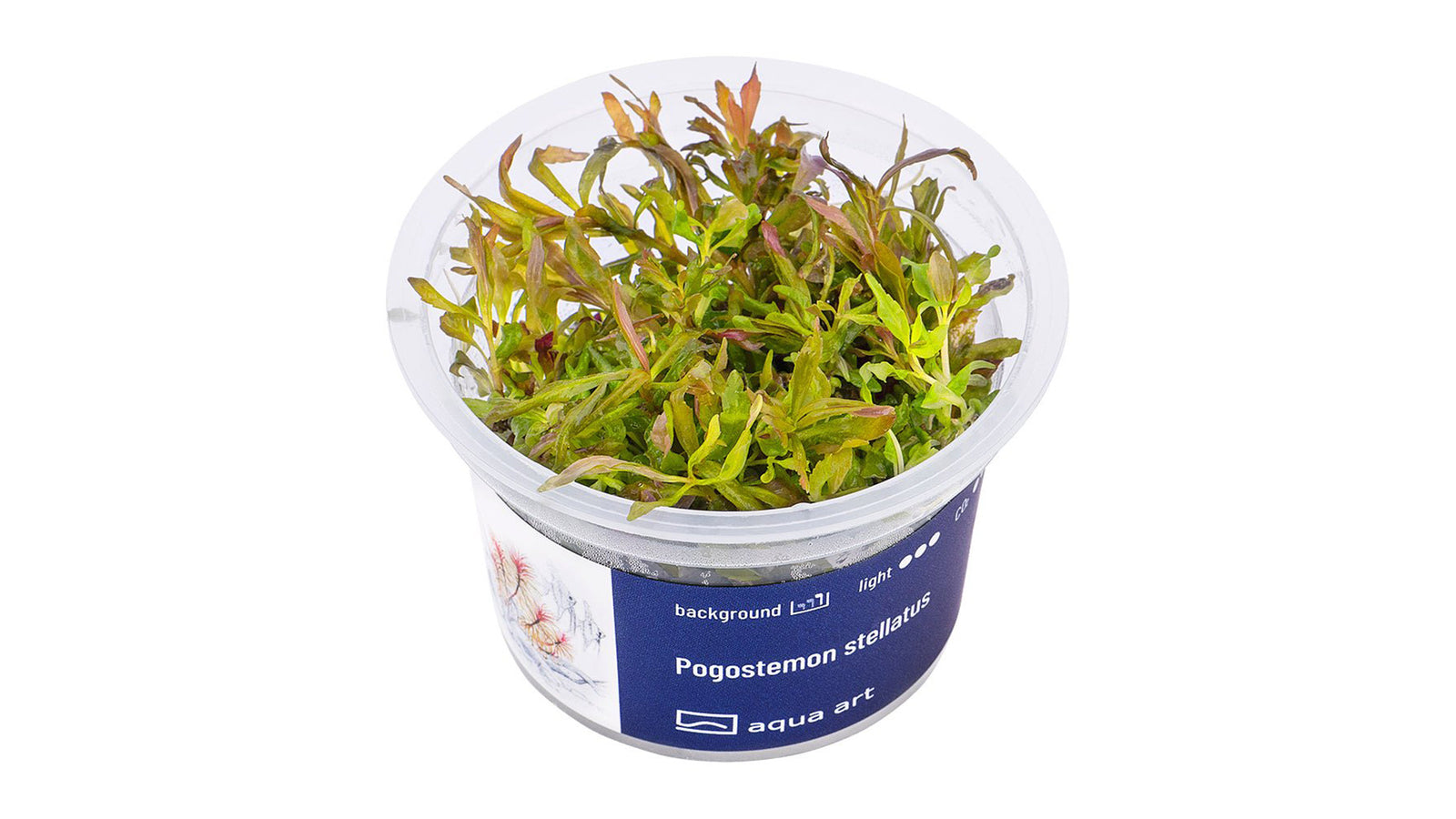Pogostemon stellatus - InVitro