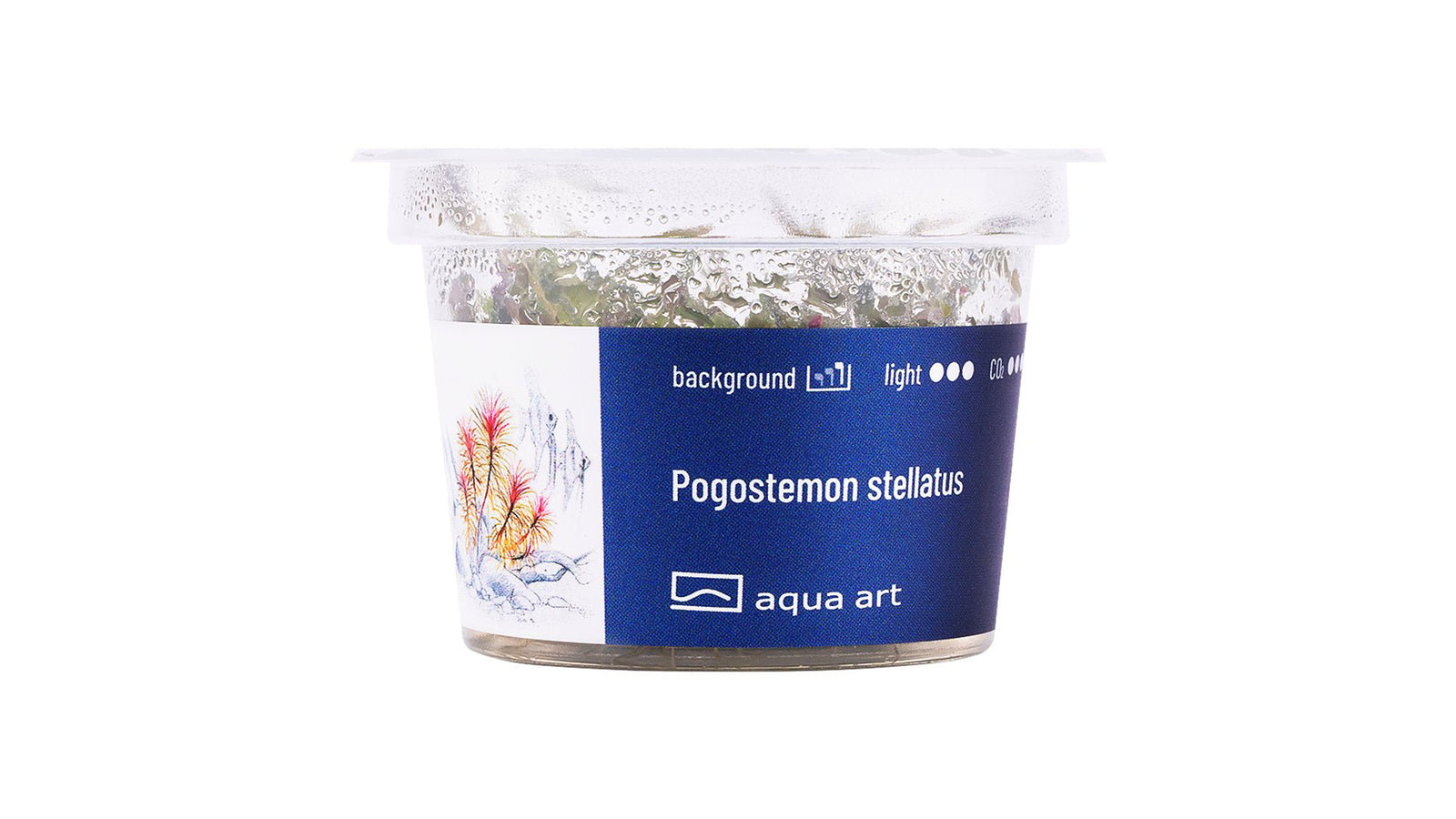 Pogostemon stellatus - InVitro