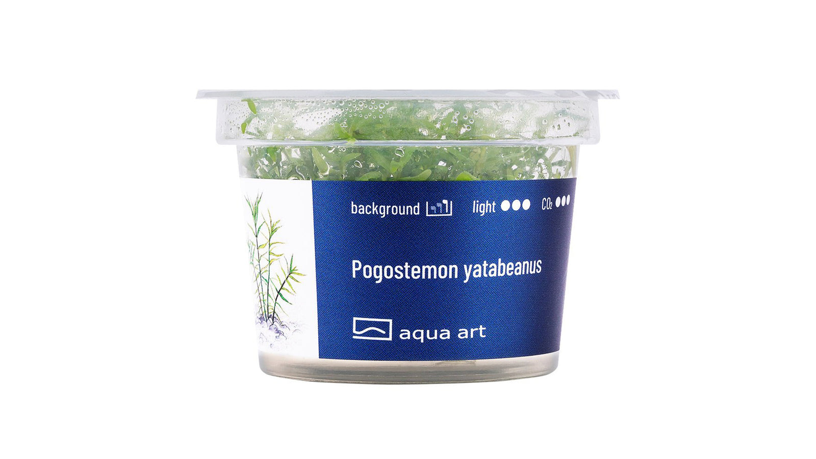 Pogostemon yatabeanus  - InVitro
