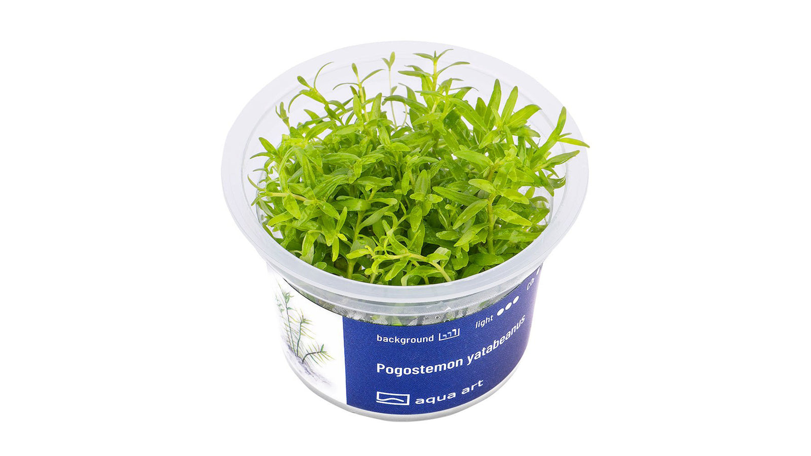 Pogostemon yatabeanus  - InVitro