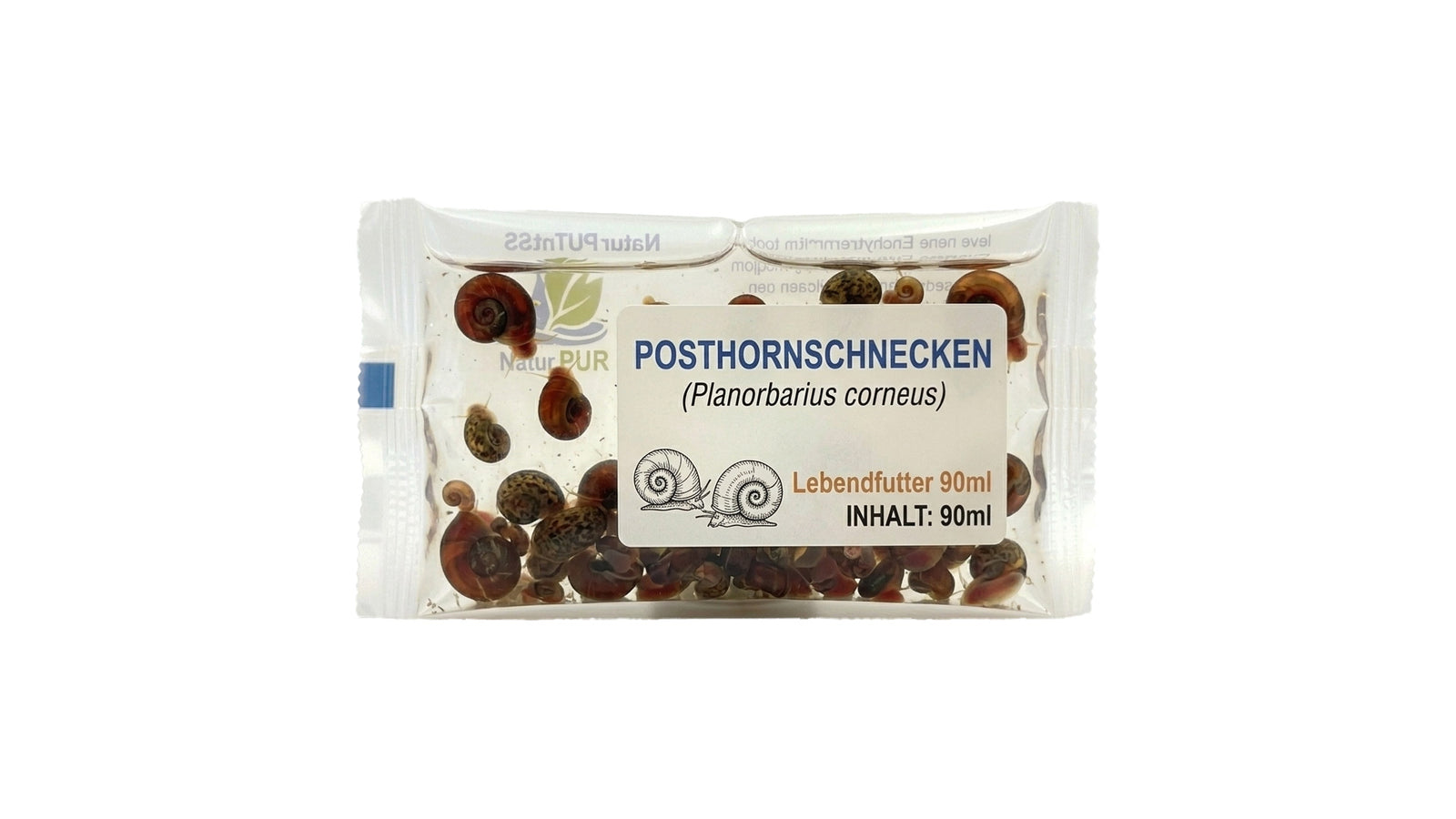 Posthornschnecken (Planorbarius corneus) -  Lebendfutter