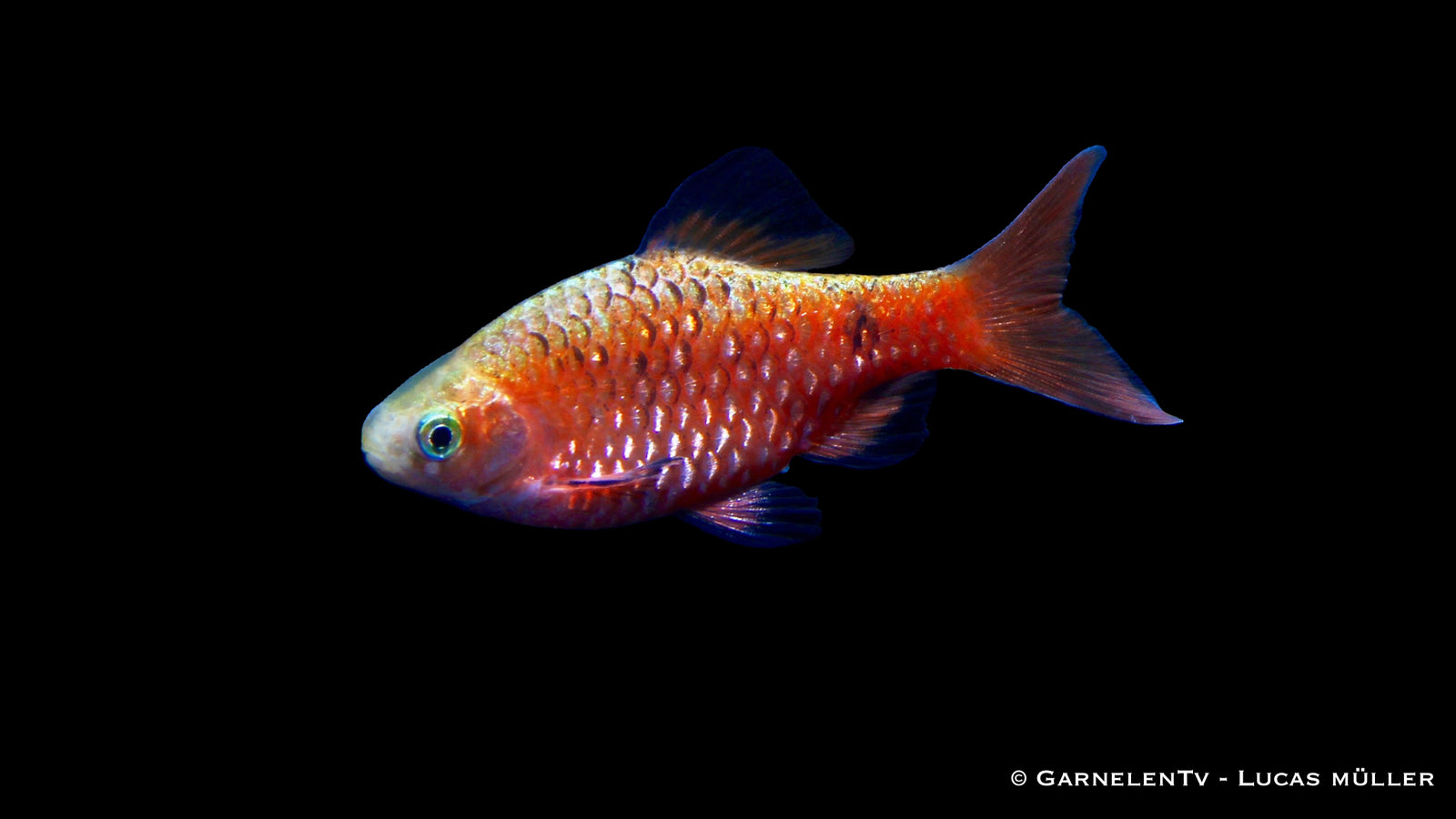 Prachtbarbe Gold-Brillant (Pethia conchonius) swimming in tank
