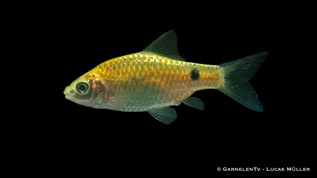 Prachtbarbe Gold (Pethia conchonius) in community tank