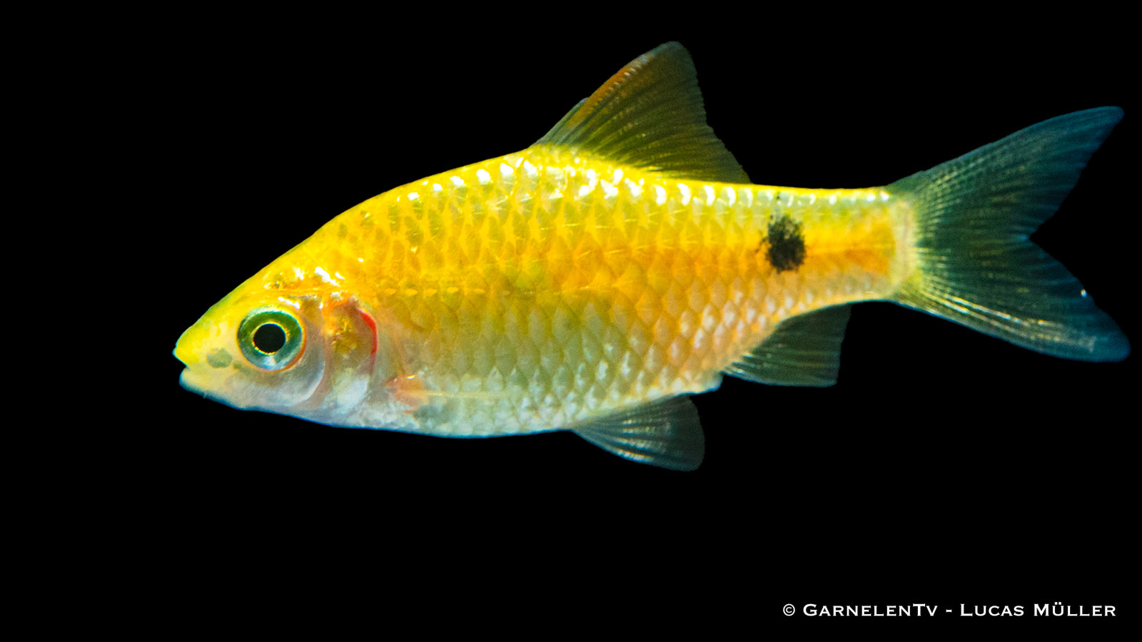 Prachtbarbe Gold (Pethia conchonius) swimming in aquarium
