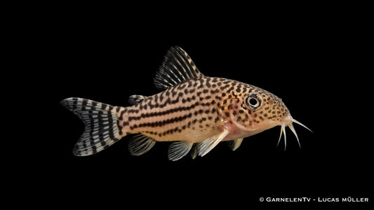 Prachtcorydoras - Corydoras haraldschultzi