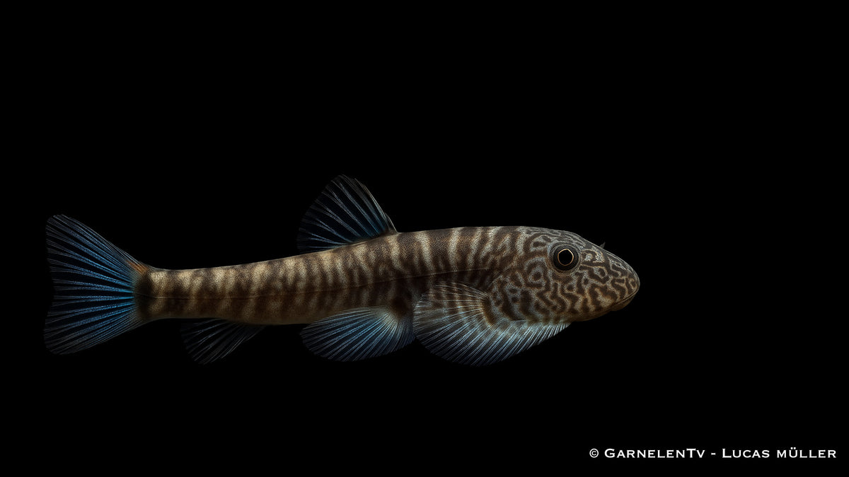 Flossensauger &quot;Blue Tail&quot; - Gastromyzon spec. blue tail