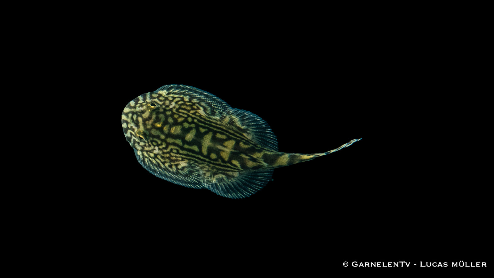 Prachtflossensauger Sewellia lineolata im Aquarium