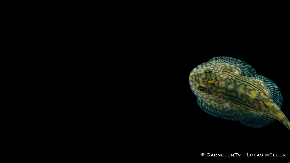 Prachtflossensauger in friedlicher Gemeinschaft im Aquarium