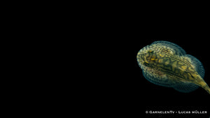 Prachtflossensauger in friedlicher Gemeinschaft im Aquarium