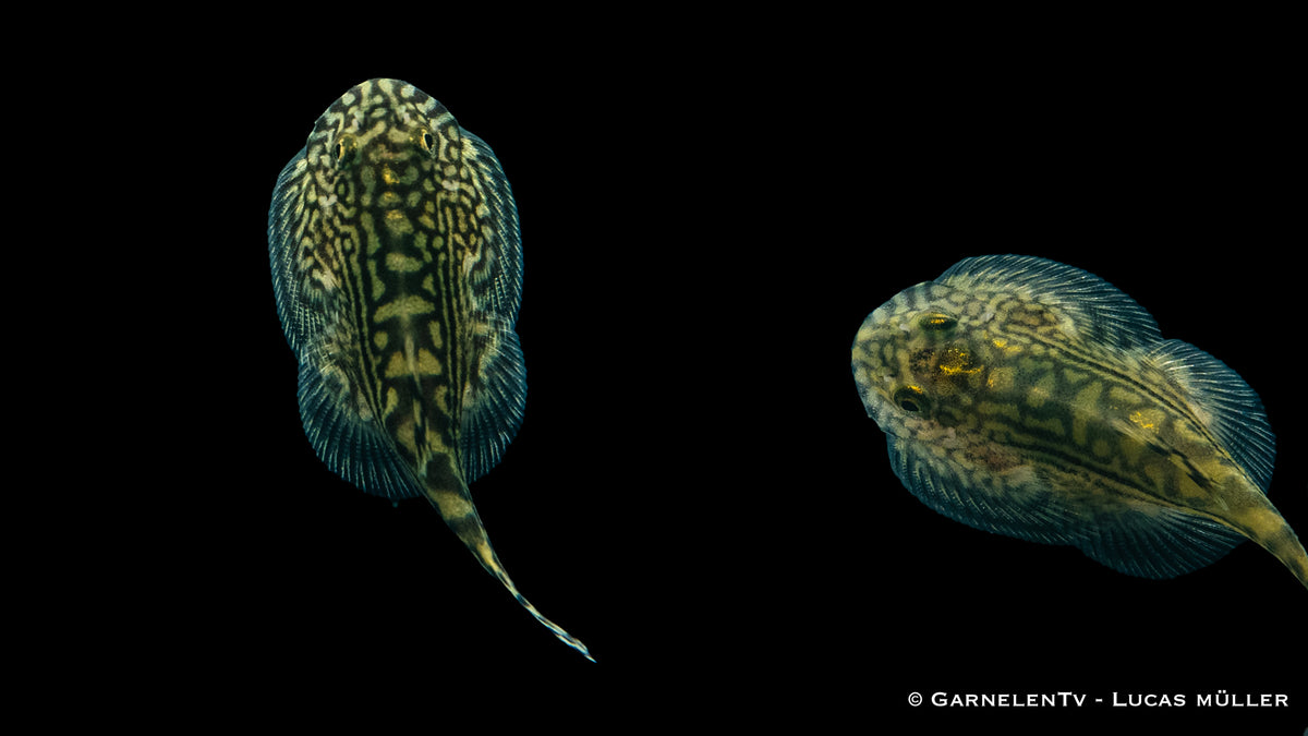 Prachtflossensauger (Sewellia lineolata) bei Algenfutter
