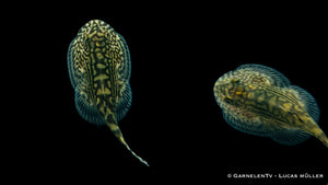 Prachtflossensauger (Sewellia lineolata) bei Algenfutter
