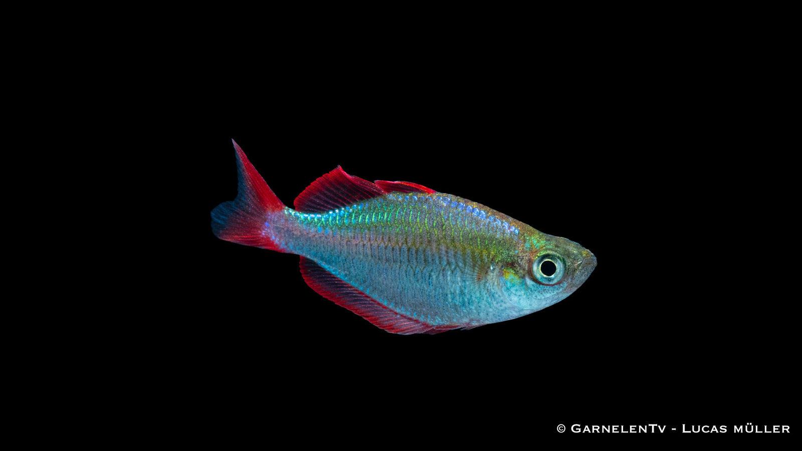 Prachtregenbogenfisch Iriatherina werneri mit ausgezogenen Flossen im Pflanzen Aquarium